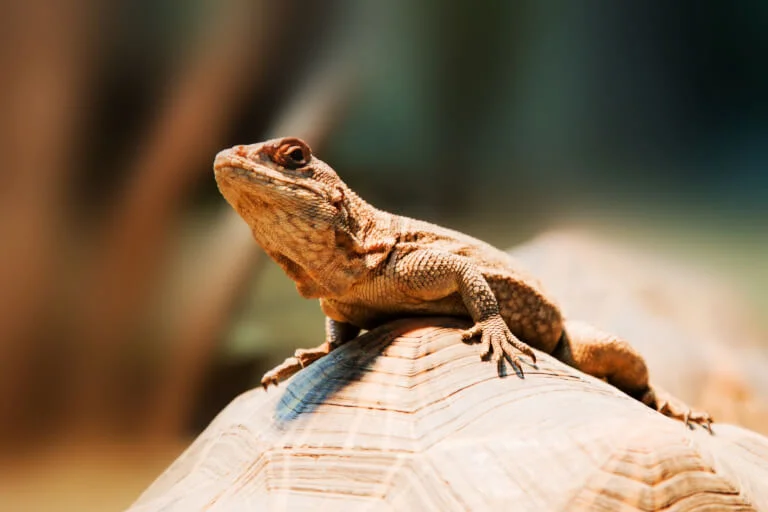 Uta Stansburiana